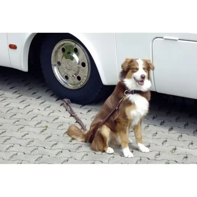 Dog-Sitter Letzte Chance