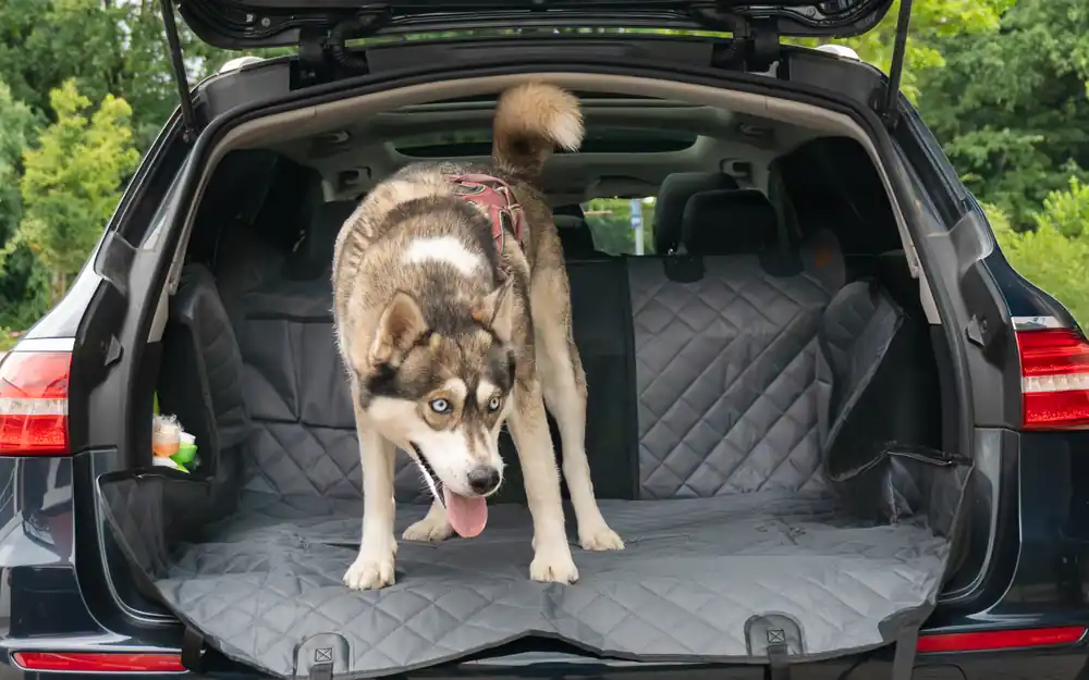 Berger DriveDry praktische Auto-Reisedecke für Hunde als Schutz Geprüft