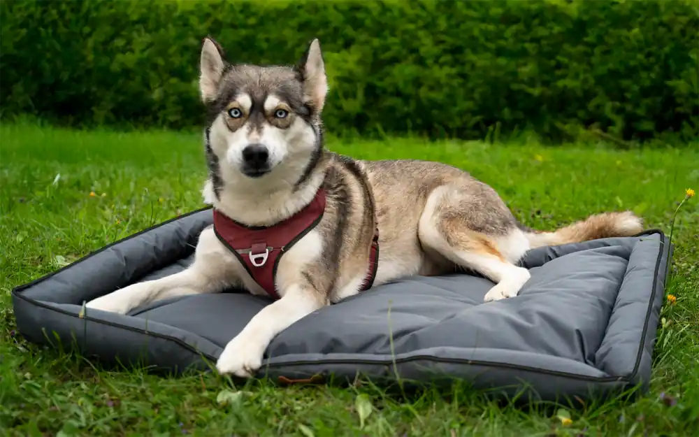Berger PawCloud Hundebett Expressversand